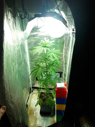 Growreport Bild 4