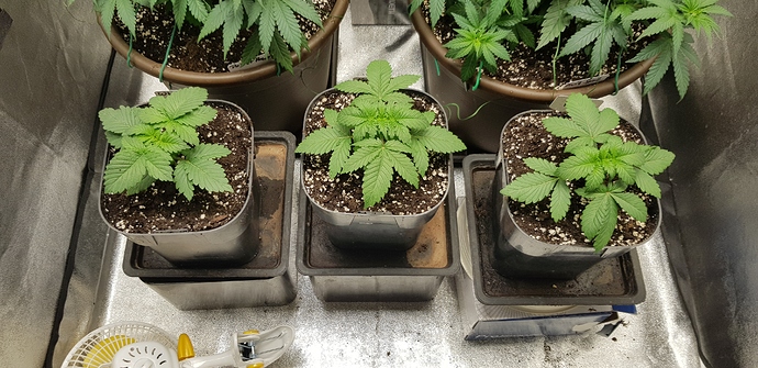 Growreport Bild 10