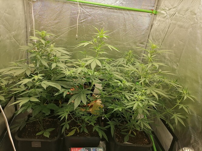 Growreport Bild 3