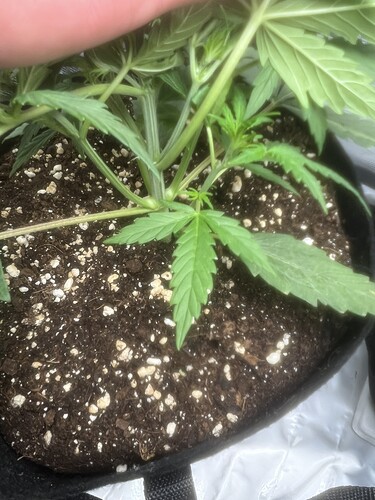 Growreport Bild 57