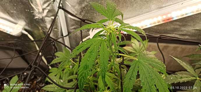 IMG-20231005-WA0009