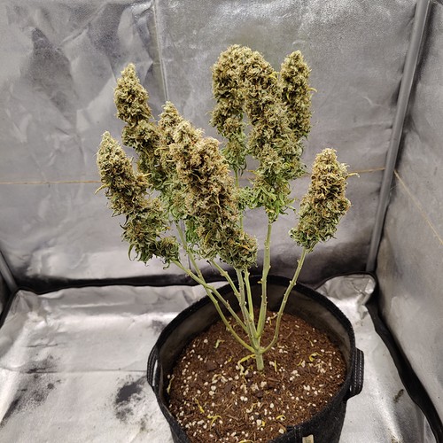 Growreport Bild 42