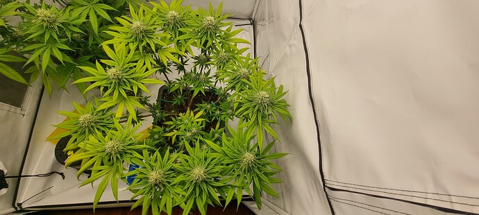 Growreport Bild 10