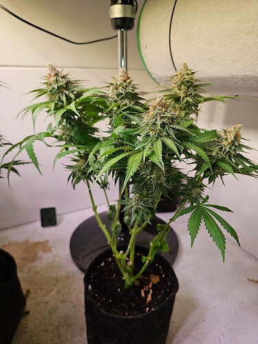 Growreport Bild 25