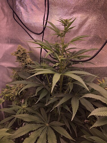 Growreport Bild 2