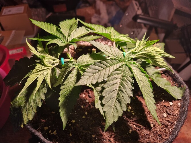 Growreport Bild 49