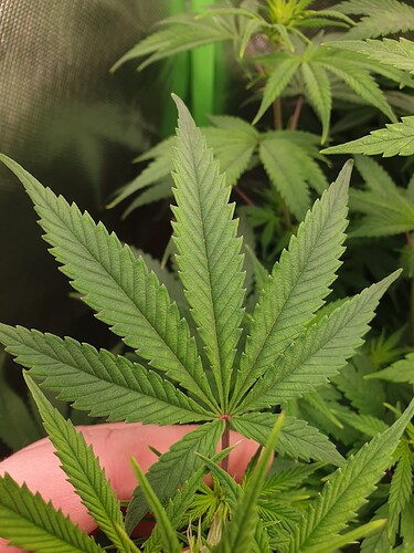 Growreport Bild 6