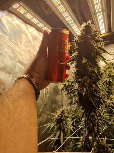 Growreport Bild 40