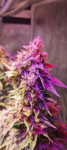 Growreport Bild 8