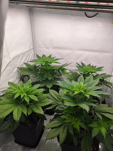 Growreport Bild 6