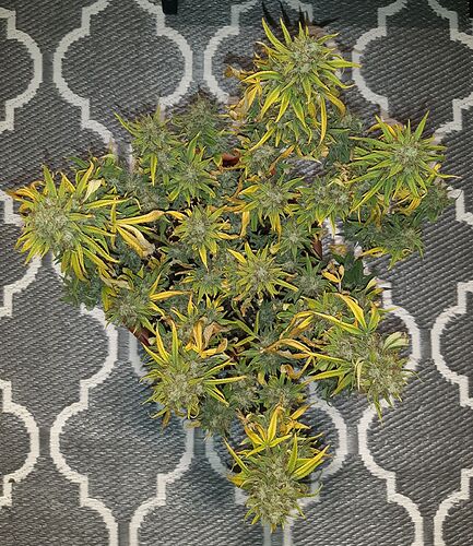 Growreport Bild 2