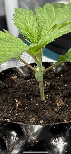 Growreport Bild 73