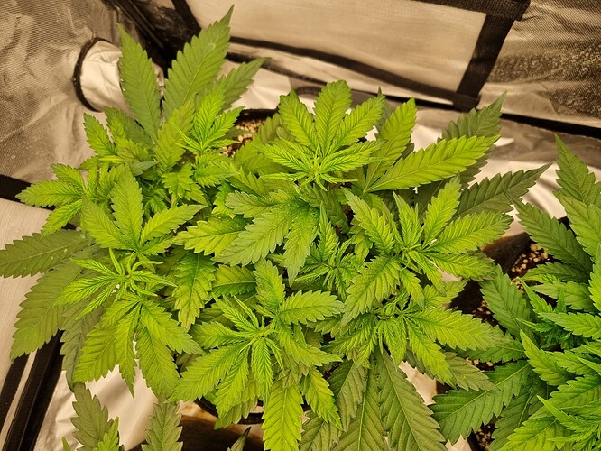 Growreport Bild 16