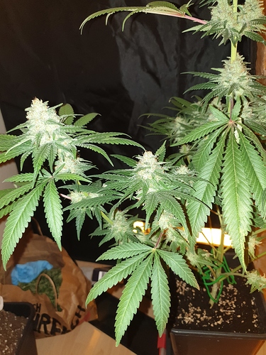 Growreport Bild 6