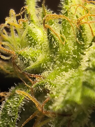 Growreport Bild 8