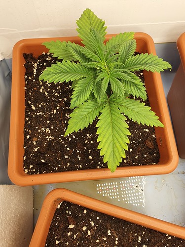 Growreport Bild 6