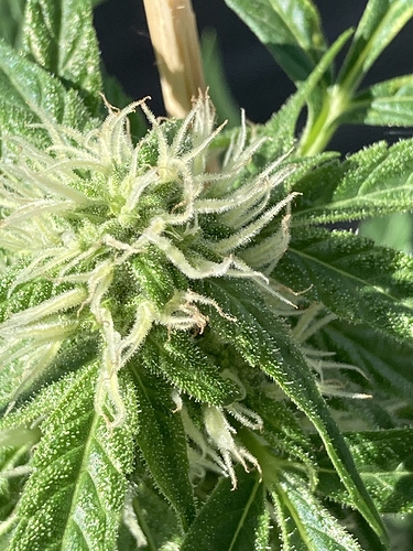 Growreport Bild 5