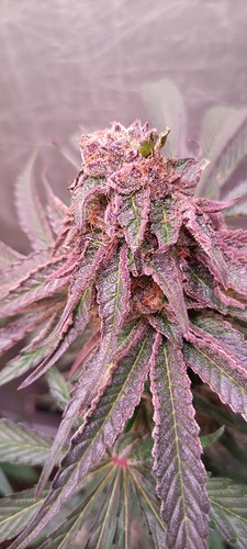 Growreport Bild 19