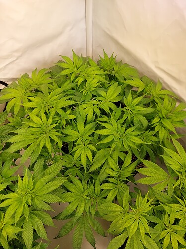 Growreport Bild 1