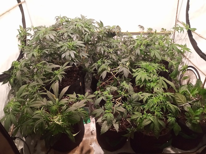 Growreport Bild 18