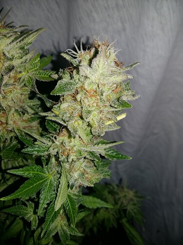 Growreport Bild 2