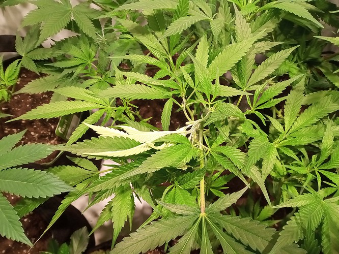 Growreport Bild 36