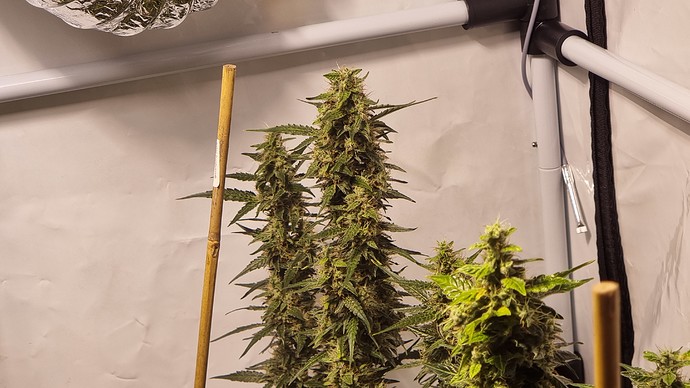 Growreport Bild 3