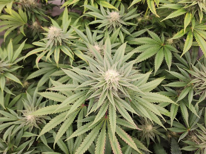 Growreport Bild 7