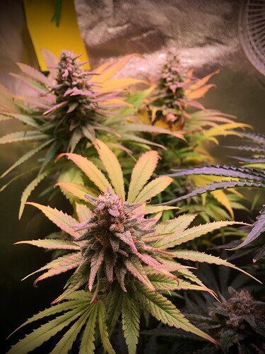 Growreport Bild 4