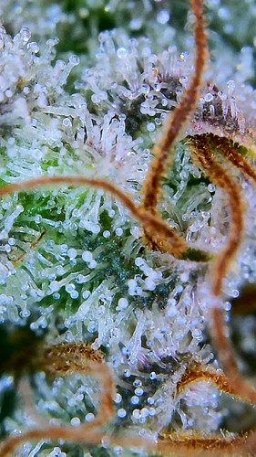 Growreport Bild 33