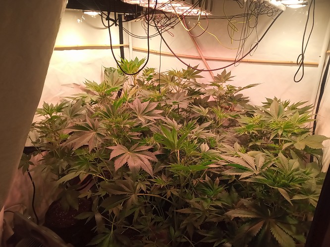 Growreport Bild 32