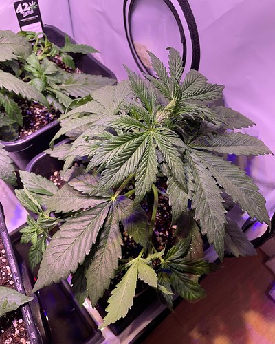 Growreport Bild 7