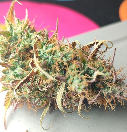 Growreport Bild 12