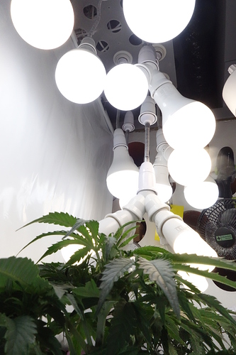 Growreport Bild 16