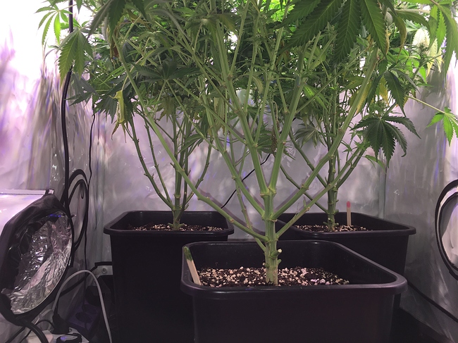 Growreport Bild 7