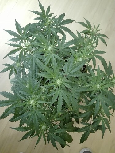 Growreport Bild 10