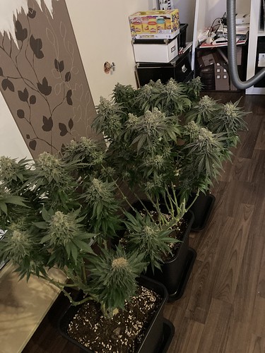 Growreport Bild 41