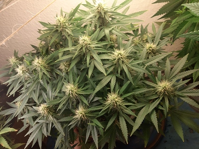 Growreport Bild 3