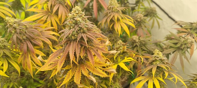 Growreport Bild 1