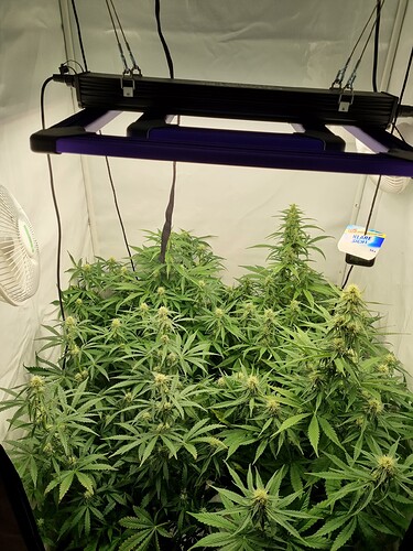 Growreport Bild 3