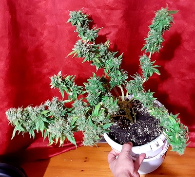 Growreport Bild 6
