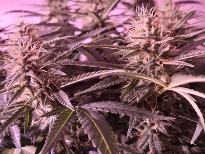 Growreport Bild 8