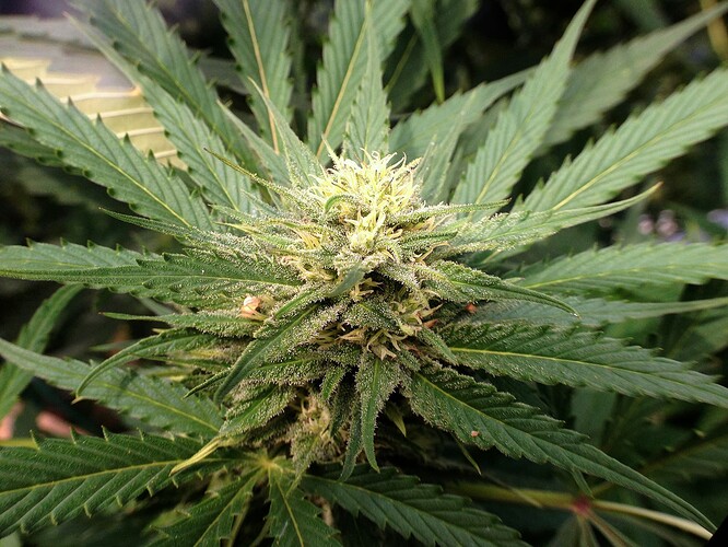 Growreport Bild 13