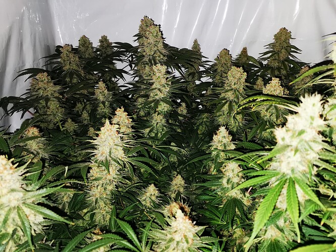 Growreport Bild 1