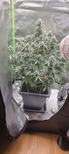 Growreport Bild 12