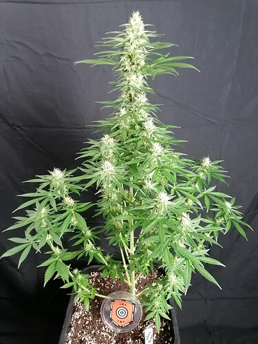 Growreport Bild 31