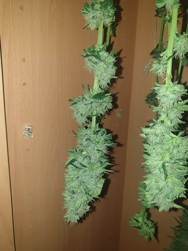Growreport Bild 3