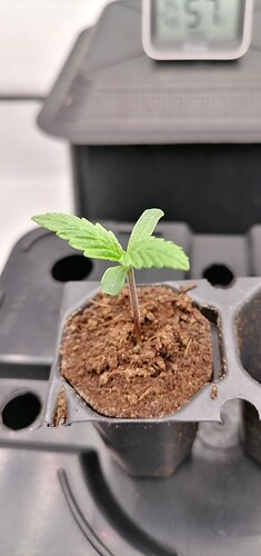 Growreport Bild 36