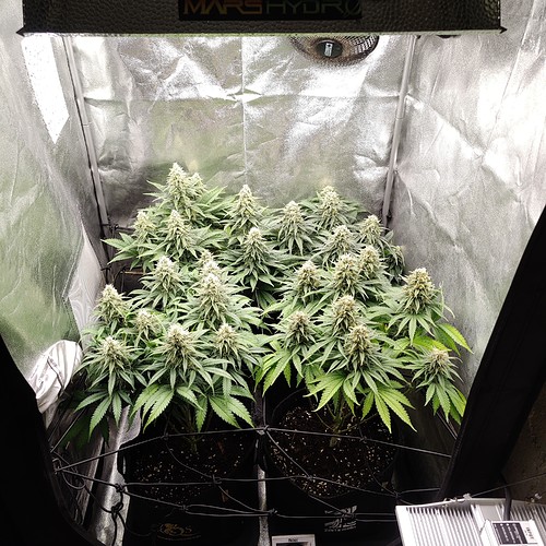 Growreport Bild 2
