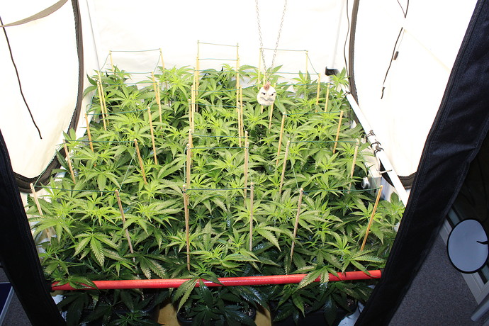 Growreport Bild 1